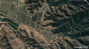 Científicos llaman a conservar corredores de vegetación nativa en viñedos de Chile central