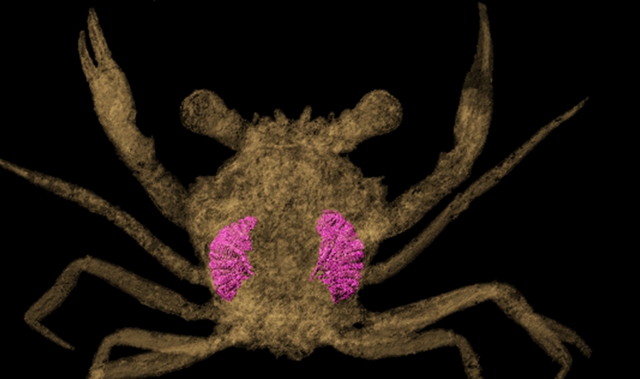 Un cangrejo en un ámbar de 100 millones de años ayuda a tejer su evolución