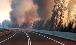 Los Andes: Incendio forestal consume cerca de 20 hectáreas en Panquehue
