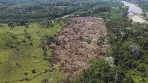 Perú alcanza cifra de deforestación más alta en los últimos 20 años