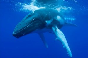Descubren que las ballenas son cruciales para la salud del ecosistema marino