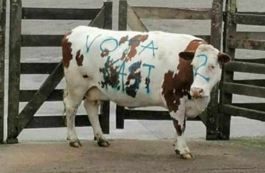 Vaca rayada con “Vota Kast”: Se presenta la primera querella por maltrato animal