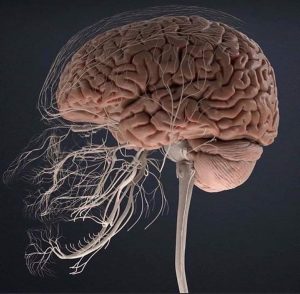 Científicos constatan que el Alzheimer se desarrolla en el cerebro de forma muy diversa