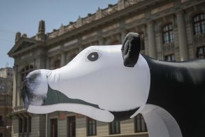 Fundación Vegetarianos realiza intervención en Santiago con vaca gigante