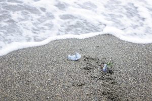Seremi de Salud decreta cierre de tres playas por presencia de fragata portuguesa