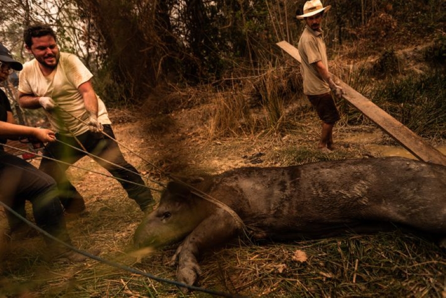 Casi 17 millones de vertebrados murieron en el incendio del Pantanal en Brasil