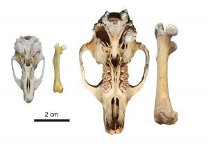El ADN de la rata gigante de Tenerife revela su extraordinaria historia evolutiva