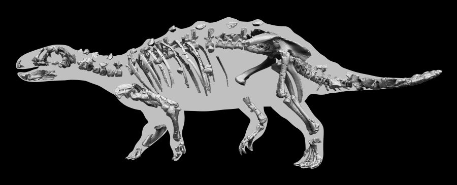 Hallazgo nacional: Descubren una nueva y enigmática especie de dinosaurio acorazado
