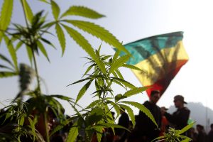 Convención: Iniciativa popular "Cannabis a la Constitución" logra 29 mil firmas en un día