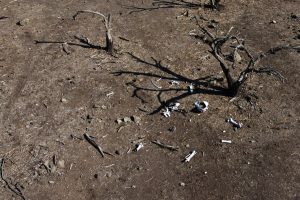 No era sequía: Investigación concluye que laguna Aculeo se secó por la acción humana