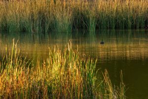 Algarrobo: Humedal El Membrillo y Estero el Yugo estarán protegidos bajo la ley