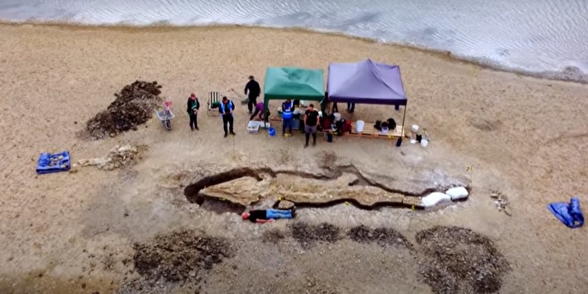 Encuentran a un «dragón marino» fosilizado en una reserva natural inglesa