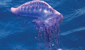 Fragata Portuguesa: la falsa medusa que viaja por todo el mar
