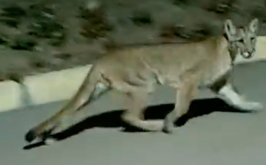 VIDEO| Puma baja desde la precordillera y es avistado en San Carlos de Apoquindo