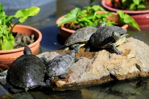 Liberan a 439 tortugas marinas en un refugio de vida silvestre