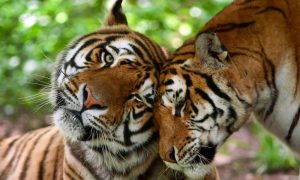 Tras más de un siglo: Informe de WWF destaca aumento de la población mundial de tigres