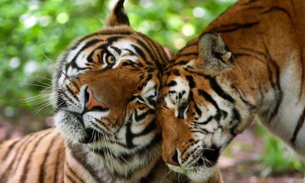 Tras más de un siglo: Informe de WWF destaca aumento de la población mundial de tigres