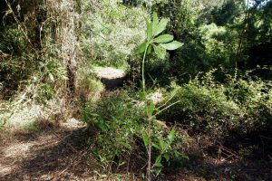 Hallan con vida a hombre desaparecido en Dalcahue: Comió raíces y se abrigó con ramas