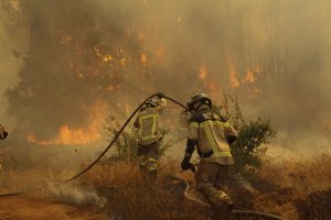 Autoridades del Biobío decretan Alerta Roja para la comuna de Arauco por incendio forestal