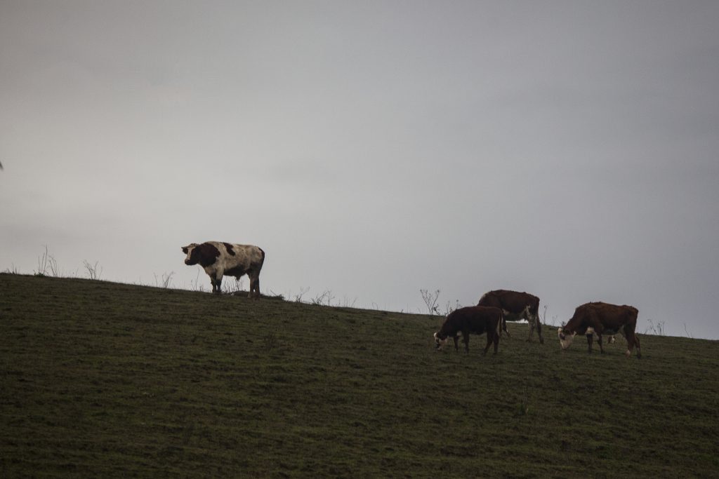 Ganaderos paraguayos en alerta por sequía: 40% de producción de carne llega a Chile