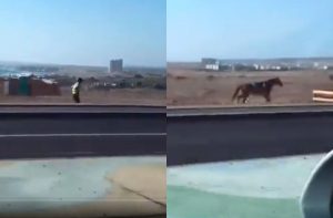 VIDEO| Insólito: Captan a oficial de carabinero persiguiendo a su caballo en una carretera