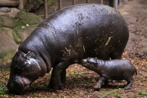 Colombia declara "especie invasora" a los hipopótamos de Pablo Escobar