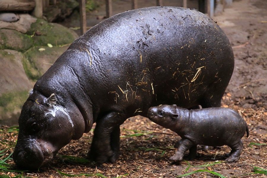 Colombia declara «especie invasora» a los hipopótamos de Pablo Escobar