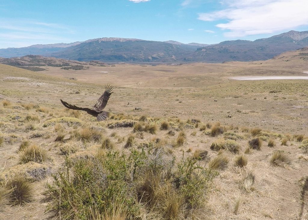 Cóndores vuelan libres por primera vez en Parque Nacional Patagonia