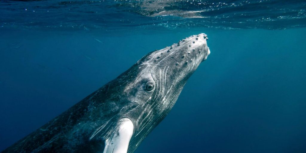 Biodiversidad: Las negociaciones sobre alta mar no consiguen el tan esperado tratado
