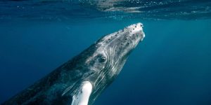 Biodiversidad: Las negociaciones sobre alta mar no consiguen el tan esperado tratado