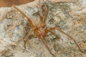 Joven chileno de 16 años descubre nueva especie de araña de rincón Loxosceles vicentei