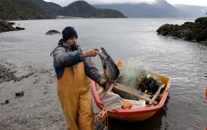Sobreexplotación de peces: Subpesca informa estado crítico de 57% de las especies en Chile