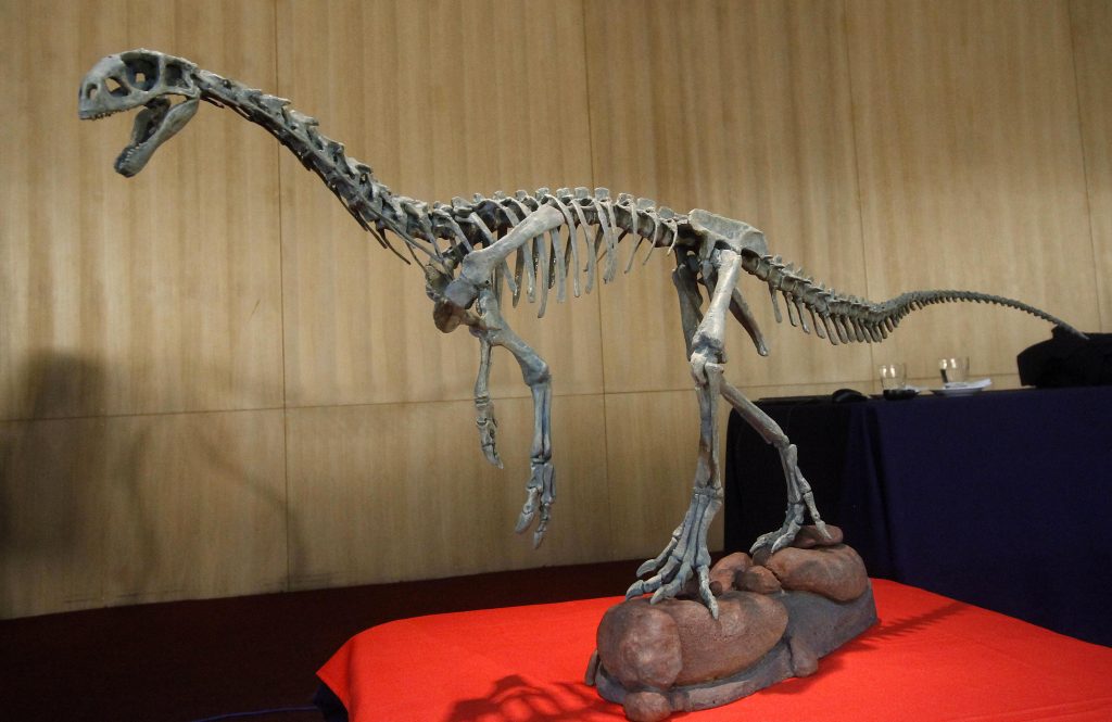 El logro del Museo Regional de Aysén por el Chilesaurus: Ganó el «Oscar de los museos»