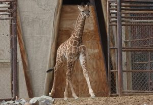 Buin Zoo presentó a su nueva cría de jirafa nacida en el parque
