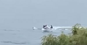 VIDEO| Sujetos a bordo de una lancha atacan violentamente a un cisne en lago Vichuquén