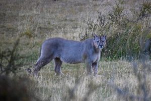 #EnCorto: ¿Qué se sabe sobre los pumas del Parque Nacional Patagonia?