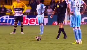 VIDEO| Pequeña zarigüeya obliga a detener un partido en el fútbol brasileño
