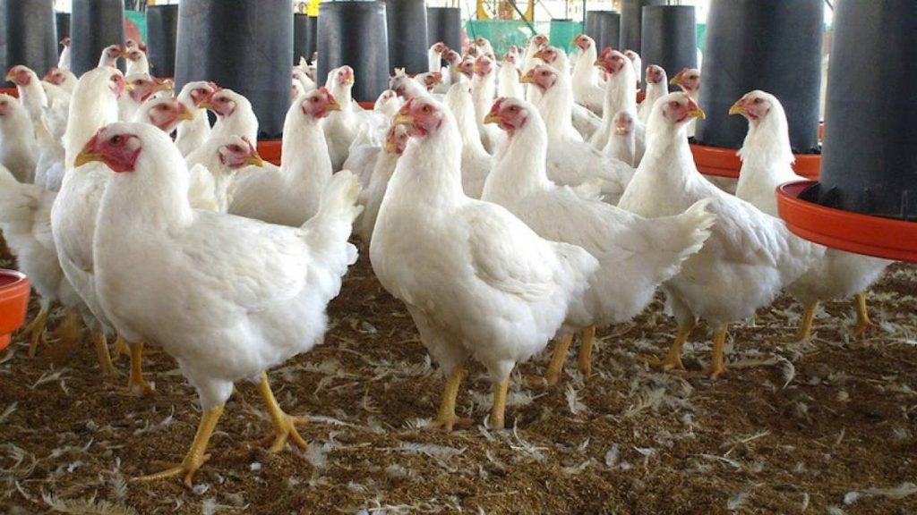 Académico advierte: próximas 2 semanas serán críticas para controlar gripe aviar en Chile