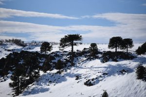 La Onemi emite Alerta Temprana Preventiva para La Araucanía por una fuerte onda polar