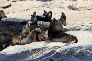 Ataques a lobos marinos y salmones: Greenpeace interpone denuncia a centro de Nova Austral
