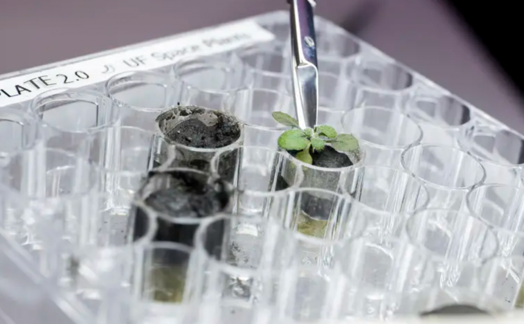 Científicos cultivan por primera vez plantas en suelo procedente de la Luna