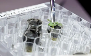 Científicos cultivan por primera vez plantas en suelo procedente de la Luna