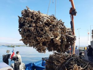 Autoridades investigan a empresas sospechosas de traficar algas en Chile
