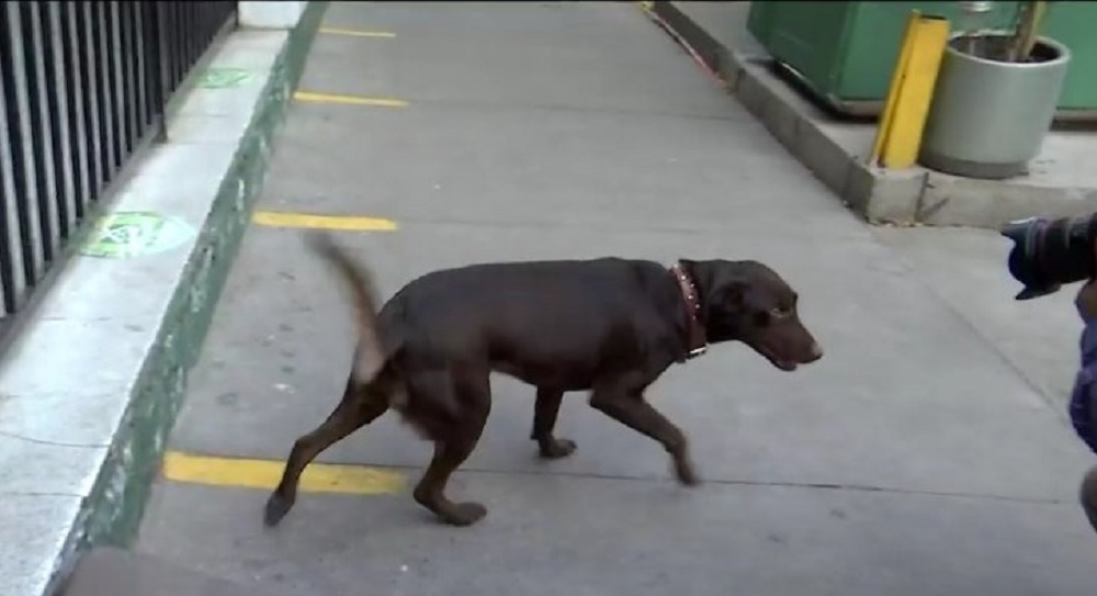 VIDEO| Final feliz: Encuentran a ‘Popy’, la perrita perdida tras un accidente de tránsito