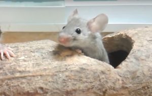 Mejoran la memoria de ratones viejos con líquido cefalorraquídeo de jóvenes