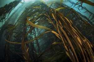 Carbono azul: Preocupa mal estado de conservación de pastos marinos que filtran pesticidas