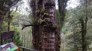 El árbol más antiguo del mundo estaría en Chile y crece en la Región de Los Ríos
