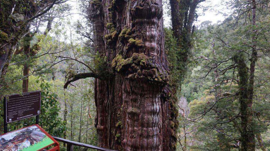 El árbol más antiguo del mundo estaría en Chile y crece en la Región de Los