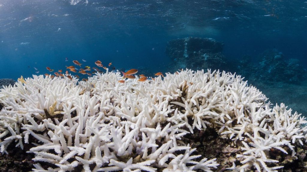 Australia: Ola de calor blanquea más del 90% de la Gran Barrera de Coral