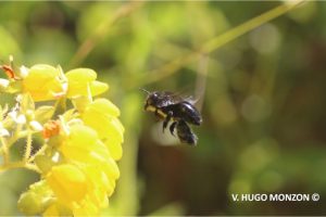 #EnCorto: Tres claves para entender por qué las abejas están en peligro en Chile